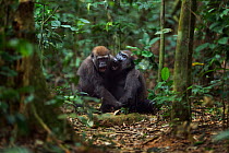 Western lowland gorilla (Gorilla gorilla gorilla) sub-adult female 'Mosoko' aged 8 years playing with juvenile male 'Mobangi' aged 5 years, Bai Hokou, Dzanga Sangha Special Dense Forest Reserve, Centr...
