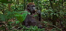 Western lowland gorilla (Gorilla gorilla gorilla) juvenile male 'Mobangi' aged 5 years sitting on the forest floor feeding on fruit, Bai Hokou, Dzanga Sangha Special Dense Forest Reserve, Central Afri...