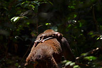 Western lowland gorilla (Gorilla gorilla gorilla) female 'Malui' carrying her stillborn infant on her back, Bai Hokou, Dzanga Sangha Special Dense Forest Reserve, Central African Republic. December 20...