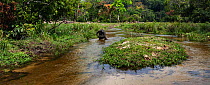 Western lowland gorilla (Gorilla gorilla gorilla) sub-adult female 'Mosoko' aged 8 years walking bi-pedally across a river, Bai Hokou, Dzanga Sangha Special Dense Forest Reserve, Central African Repub...