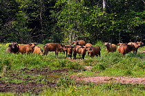 Forest buffalo (Syncerus caffer nanus) herd resting in Bai Hokou, Dzanga Sangha Special Dense Forest Reserve, Central African Republic. December 2011.