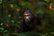 Western lowland gorilla (Gorilla gorilla gorilla) juvenile male 'Tembo' aged 4 years peering through vegetation, Bai Hokou, Dzanga Sangha Special Dense Forest Reserve, Central African Republic. Decemb...