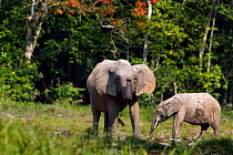 African Forest elephant (Loxodonta africana cyclotis) female and calf giving out warning signs, Bai Hokou, Dzanga Sangha Special Dense Forest Reserve, Central African Republic. December 2011.