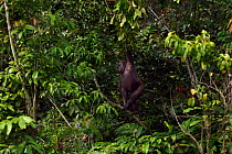 Western lowland gorilla (Gorilla gorilla gorilla) juvenile male 'Mobangi' aged 5 years swinging from a branch, Bai Hokou, Dzanga Sangha Special Dense Forest Reserve, Central African Republic. December...