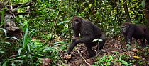 Western lowland gorilla (Gorilla gorilla gorilla) sub-adult female 'Mosoko' aged 8 years following juvenile male 'Mobangi' aged 5 years for his food, Bai Hokou, Dzanga Sangha Special Dense Forest Rese...