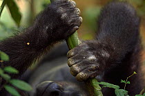 Western lowland gorilla (Gorilla gorilla gorilla) sub-adult male 'Kunga' aged 13 years hands holding a branch, Bai Hokou, Dzanga Sangha Special Dense Forest Reserve, Central African Republic. December...