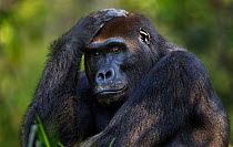 Western lowland gorilla (Gorilla gorilla gorilla) sub-adult male 'Kunga' aged 13 years head and shoulders portrait, Bai Hokou, Dzanga Sangha Special Dense Forest Reserve, Central African Republic. Dec...