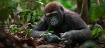 Western lowland gorilla (Gorilla gorilla gorilla) juvenile male 'Mobangi' aged 5 years feeding on termites from a nest he has broken open, Bai Hokou, Dzanga Sangha Special Dense Forest Reserve, Centra...