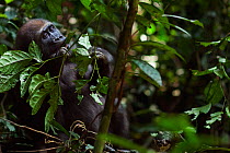 Western lowland gorilla (Gorilla gorilla gorilla) juvenile male 'Mobangi' aged 5 years feeding on leaves, Bai Hokou, Dzanga Sangha Special Dense Forest Reserve, Central African Republic. December 2011...