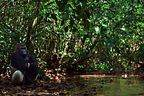 Western lowland gorilla (Gorilla gorilla gorilla) dominant male silverback 'Makumba' aged 32 years sitting by a river in forest interior, Bai Hokou, Dzanga Sangha Special Dense Forest Reserve, Central...
