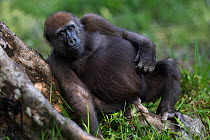 Western lowland gorilla (Gorilla gorilla gorilla) juvenile male 'Mobangi' aged 5 years resting on a tree buttress, Bai Hokou, Dzanga Sangha Special Dense Forest Reserve, Central African Republic. Nove...