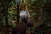 Western lowland gorilla (Gorilla gorilla gorilla) rear view of dominant male silverback 'Makumba' aged 32 years walking along a forest trail followed by the juveniles of the group, Bai Hokou, Dzanga S...