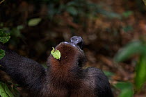 Western lowland gorilla (Gorilla gorilla gorilla) rear view of sub-adult male 'Kunga' aged 13 years looking up, Bai Hokou, Dzanga Sangha Special Dense Forest Reserve, Central African Republic. Decembe...