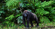 Western lowland gorilla (Gorilla gorilla gorilla) sub-adult female 'Mosoko' aged 8 years walking in Bai Hokou, Dzanga Sangha Special Dense Forest Reserve, Central African Republic. November 2011.