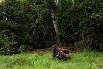 Western lowland gorilla (Gorilla gorilla gorilla) juvenile male 'Mobangi' aged 5 years standing with sub-adult male 'Kunga' aged 13 years in Bai Hokou, Dzanga Sangha Special Dense Forest Reserve, Cent...