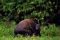 Western lowland gorilla (Gorilla gorilla gorilla) sub-adult male 'Kunga' aged 13 years playing with juvenile male 'Tembo' aged 4 years, Bai Hokou, Dzanga Sangha Special Dense Forest Reserve, Central A...