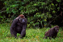 Western lowland gorilla (Gorilla gorilla gorilla) sub-adult male 'Kunga' aged 13 years playing with juvenile male 'Tembo' aged 4 years, Bai Hokou, Dzanga Sangha Special Dense Forest Reserve, Central A...