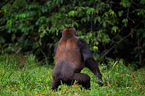 Western lowland gorilla (Gorilla gorilla gorilla) sub-adult male 'Kunga' aged 13 years pirouetting with excitement, Bai Hokou, Dzanga Sangha Special Dense Forest Reserve, Central African Republic. Dec...