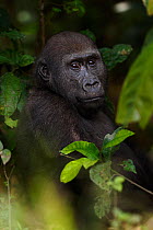 Western lowland gorilla (Gorilla gorilla gorilla) juvenile male 'Tembo' aged 4 years peering through vegetation, Bai Hokou, Dzanga Sangha Special Dense Forest Reserve, Central African Republic. Decemb...