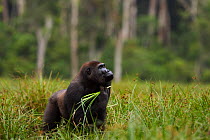 Western lowland gorilla (Gorilla gorilla gorilla) sub-adult male 'Kunga' aged 13 years feeding on sedge grasses in Bai Hokou, Dzanga Sangha Special Dense Forest Reserve, Central African Republic. Dece...