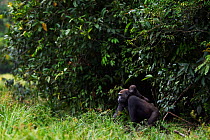 Western lowland gorilla (Gorilla gorilla gorilla) female 'Mopambi' carrying her infant 'Sopo' aged 18 months on her back emerging from the forest into Bai Hokou, Dzanga Sangha Special Dense Forest Res...