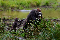 Western lowland gorilla (Gorilla gorilla gorilla) infant 'Sopo' aged 18 months running to his mother 'Mopambi', who is feeding on grass, Bai Hokou, Dzanga Sangha Special Dense Forest Reserve, Central...
