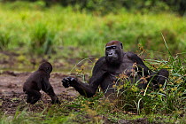 Western lowland gorilla (Gorilla gorilla gorilla) infant 'Sopo' aged 18 months running to his mother 'Mopambi' in Bai Hokou, Dzanga Sangha Special Dense Forest Reserve, Central African Republic. Decem...