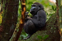 Western lowland gorilla (Gorilla gorilla gorilla) sub-adult female 'Mosoko' aged 8 years sitting on a fallen tree feeding on fruit, Bai Hokou, Dzanga Sangha Special Dense Forest Reserve, Central Afric...