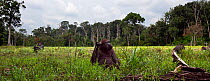 Western lowland gorilla (Gorilla gorilla gorilla) juvenile male 'Mobangi' aged 5 years feeding on sedge grasses in a bai with the rest of his group, Bai Hokou, Dzanga Sangha Special Dense Forest Reser...