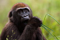 Western lowland gorilla (Gorilla gorilla gorilla) juvenile male 'Mobangi' aged 5 years feeding on sedge grasses in Bai Hokou, Dzanga Sangha Special Dense Forest Reserve, Central African Republic. Dece...