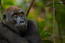 Western lowland gorilla (Gorilla gorilla gorilla) juvenile female 'Bokata' aged 6 years head and shoulders portrait, Bai Hokou, Dzanga Sangha Special Dense Forest Reserve, Central African Republic. De...