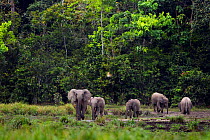 African Forest elephant (Loxodonta africana cyclotis) herd drinking and wallowing in a river, Bai Hokou, Dzanga Sangha Special Dense Forest Reserve, Central African Republic. December 2011.