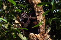 Western lowland gorilla (Gorilla gorilla gorilla) female 'Malui' sitting in a tree, Bai Hokou, Dzanga Sangha Special Dense Forest Reserve, Central African Republic. December 2011.