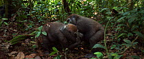 Western lowland gorilla (Gorilla gorilla gorilla) juvenile male 'Mobangi' aged 5 years playing with sub-adult female 'Mosoko' aged 8 years with juvenile male 'Tembo' aged 4 years watching in the backg...