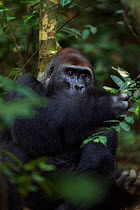 Western lowland gorilla (Gorilla gorilla gorilla) dominant male silverback 'Makumba' aged 32 years feeding on leaves, Bai Hokou, Dzanga Sangha Special Dense Forest Reserve, Central African Republic. D...