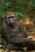 Western lowland gorilla (Gorilla gorilla gorilla) juvenile male 'Mobangi' aged 5 years trying to break into a termite nest, Bai Hokou, Dzanga Sangha Special Dense Forest Reserve, Central African Repub...