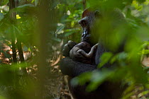 Western lowland gorilla (Gorilla gorilla gorilla) female 'Malui' tending to her stillborn infant, Bai Hokou, Dzanga Sangha Special Dense Forest Reserve, Central African Republic. December 2011.