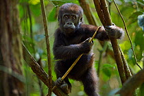 Western lowland gorilla (Gorilla gorilla gorilla) infant 'Sopo' aged 18 months playing in a tree, Bai Hokou, Dzanga Sangha Special Dense Forest Reserve, Central African Republic. December 2011.