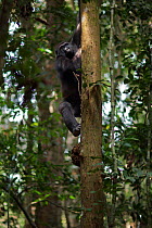 Western lowland gorilla (Gorilla gorilla gorilla) sub-adult male 'Kunga' aged 13 years climbing down a tree, Bai Hokou, Dzanga Sangha Special Dense Forest Reserve, Central African Republic. December 2...