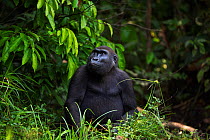 Western lowland gorilla (Gorilla gorilla gorilla) sub-adult female 'Mosoko' aged 8 years sitting portrait, Bai Hokou, Dzanga Sangha Special Dense Forest Reserve, Central African Republic. December 201...