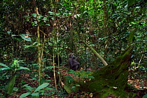 Western lowland gorilla (Gorilla gorilla gorilla) juvenile male 'Mobangi' aged 5 years sitting on a fallen tree, Bai Hokou, Dzanga Sangha Special Dense Forest Reserve, Central African Republic. Decemb...