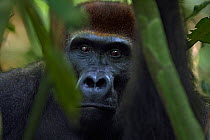 Western lowland gorilla (Gorilla gorilla gorilla) sub-adult male 'Kunga' aged 13 years peering through branches, Bai Hokou, Dzanga Sangha Special Dense Forest Reserve, Central African Republic. Decemb...