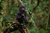 Western lowland gorilla (Gorilla gorilla gorilla) infant 'Sopo' aged 18 months reaching out for a hanging plant stem while playing in a tree, Bai Hokou, Dzanga Sangha Special Dense Forest Reserve, Cen...