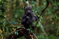 Western lowland gorilla (Gorilla gorilla gorilla) infant 'Sopo' aged 18 months reaching out for a hanging plant stem while playing in a tree, Bai Hokou, Dzanga Sangha Special Dense Forest Reserve, Cen...