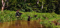 Western lowland gorilla (Gorilla gorilla gorilla) juvenile male 'Tembo' aged 4 years crossing a river bi-pedally while dominant male silverback 'Makumba' aged 32 years and juvenile male 'Mobangi' aged...