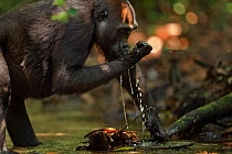 Western lowland gorilla (Gorilla gorilla gorilla) sub-adult female 'Mosoko' aged 8 years using her hand to scoop water from a river to drink, Bai Hokou, Dzanga Sangha Special Dense Forest Reserve, Cen...