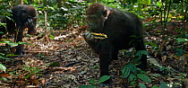 Western lowland gorilla (Gorilla gorilla gorilla) juvenile male 'Mobangi' aged 5 years feeding on seed pods, Bai Hokou, Dzanga Sangha Special Dense Forest Reserve, Central African Republic. December 2...