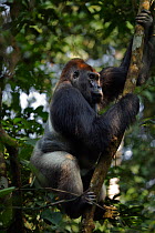 Western lowland gorilla (Gorilla gorilla gorilla) dominant male silverback 'Makumba' aged 32 years climbing down a tree, Bai Hokou, Dzanga Sangha Special Dense Forest Reserve, Central African Republic...