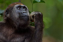 Western lowland gorilla (Gorilla gorilla gorilla) juvenile male 'Mobangi' aged 5 years head and shoulders portrait, Bai Hokou, Dzanga Sangha Special Dense Forest Reserve, Central African Republic. Dec...