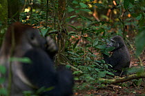 Western lowland gorilla (Gorilla gorilla gorilla) dominant male silverback 'Makumba' aged 32 years feeding on fruit with his son 'Tembo' aged 4 years sitting in the background, Bai Hokou, Dzanga Sangh...